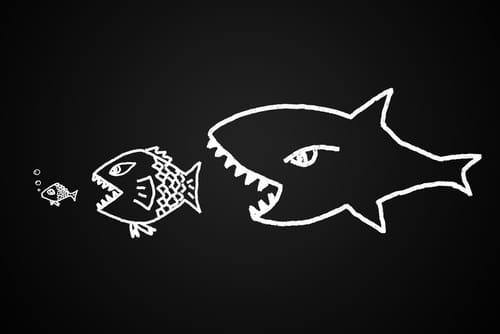 shark_fish